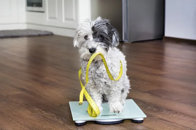 Why Is My Dog Gaining Weight But Not Eating More? 10 Vet-Reviewed Reasons