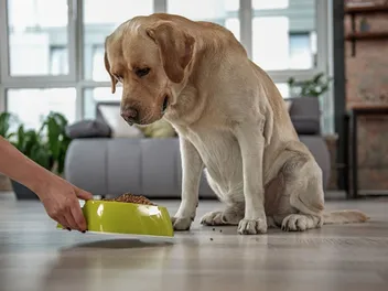 8 Best Dog Foods With Glucosamine in 2026 - Reviews & Top Picks