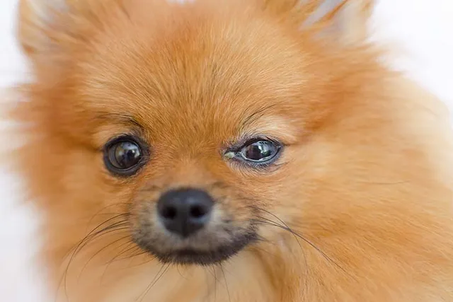 Why Are My Dogs Eyes Watering? 8 Vet Reviewed Reasons