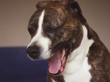 Why Is My Dog Throwing Up Mucus? 7 Vet-Reviewed Reasons & What to Do