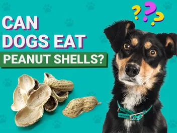 Can Dogs Eat Peanut Shells? Vet-Verified Nutrition Facts & Info