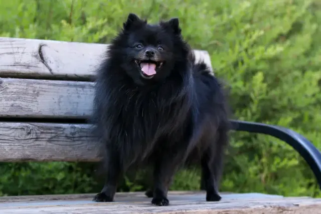Black Pomeranian: Info, Pictures, Origin & History