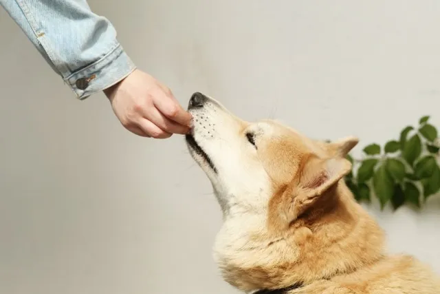3 Benefits of Hand Feeding Your Dog: Vet-Approved Facts