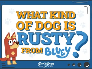 What Kind of Dog Is Rusty From Bluey? Breed Facts & Explanation