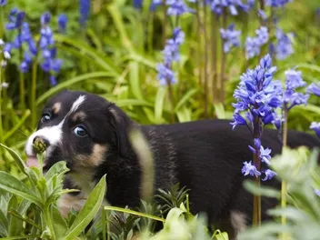 How Do I Stop Dogs From Fouling in My Garden? 7 Vet-Approved Tips