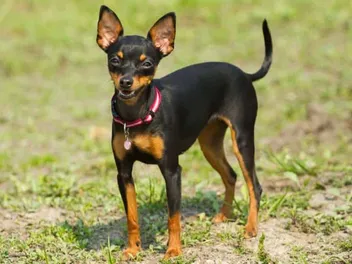Prazsky Krysarik Dog Breed: Info, Pictures, Care, Traits & More