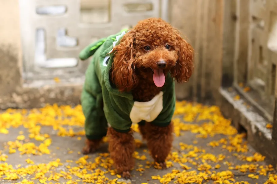 toy poddle dog standing wearing clothes