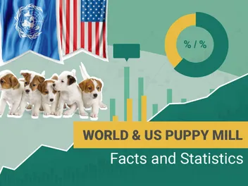 12 Heartbreaking Puppy Mill Statistics & Facts: 2026 Update