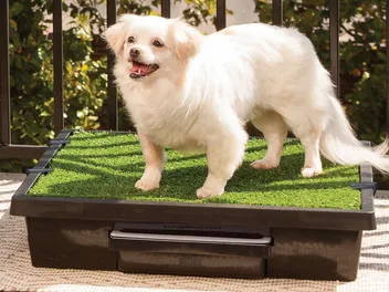 7 Best Artificial Grass for Dogs in 2026 - Reviews & Top Picks