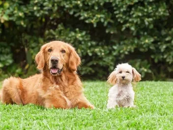 8 Off-Leash Dog Parks Near Reston, VA (2026 Update)