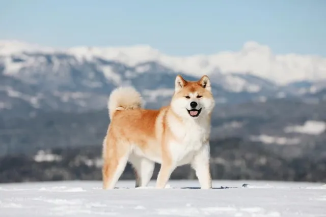 10 Most Loyal Dog Breeds (With Info & Pictures)