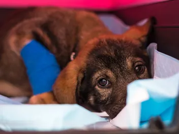 Parvo in Dogs: Our Vet Explains Causes, Signs & Treatment
