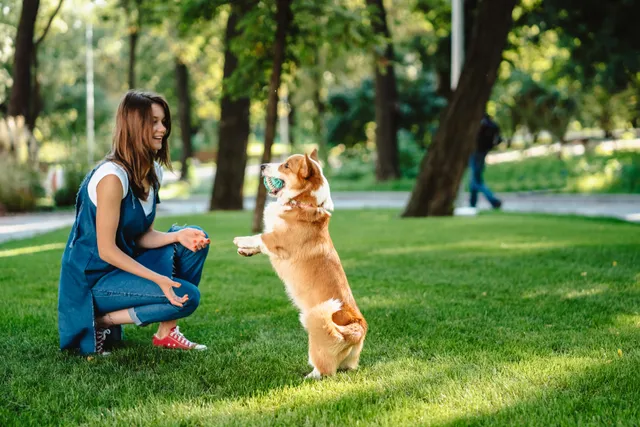 How to Train Your Dog to Be Off Leash: Vet-Verified Training Tips & Tricks