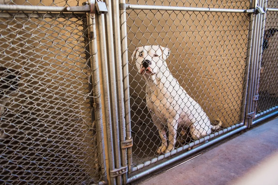 White Pit Bull mixed breed in a dog shelter