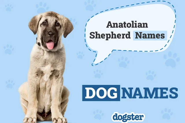 204 Popular & Unique Anatolian Shepherd Dog Names