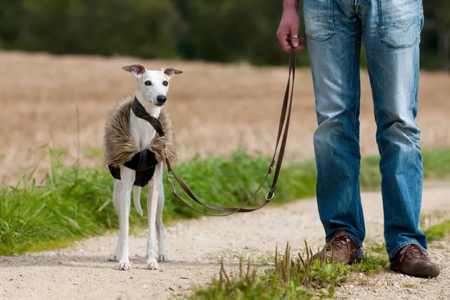 How to Train a Whippet: 10 Vet-Approved Tips