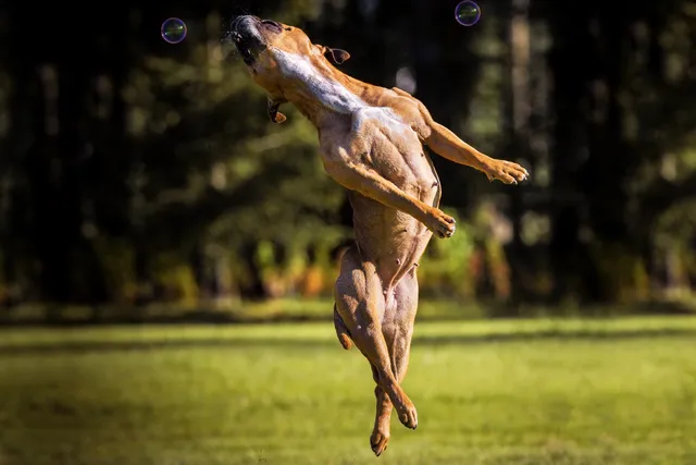 How to Train a Pit Bull: 7 Vet-Approved Tips