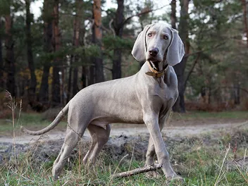 Are Weimaraners Good with Kids? Vet-Reviewed Facts & FAQ
