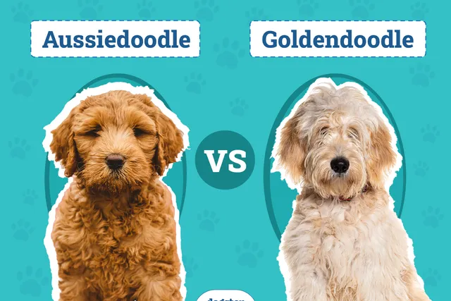 Aussiedoodle vs Goldendoodle: The Differences (With Info & Pictures)