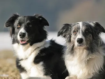 11 Fascinating Border Collie Facts: Understanding the Breed