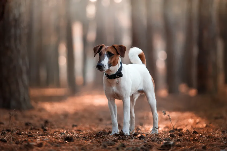 Charming dog fox terrier breed in the autumn forest