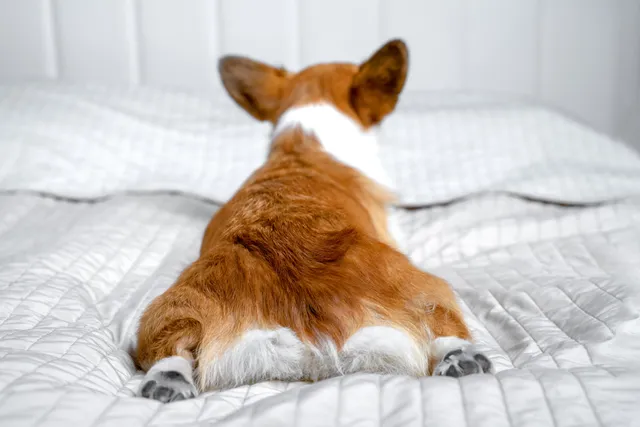 My Dog Farts a Lot: Vet-Verified Causes & When to Seek Help