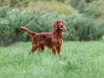 The Hidden Risk in Tall Grass That Most Dog Owners Ignore