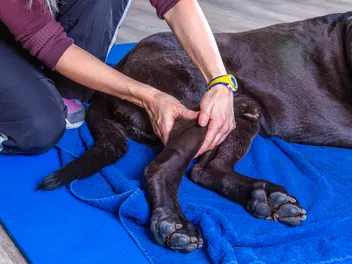 Sciatic Nerve Injury in Dogs: Vet-Explained Causes, Prevention & Treatments