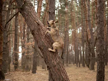 Can Dogs Climb Trees? Vet-Verified Facts & Info