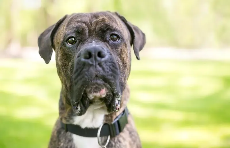 brindle cane corso american bulldog mixed breed dog outdoors
