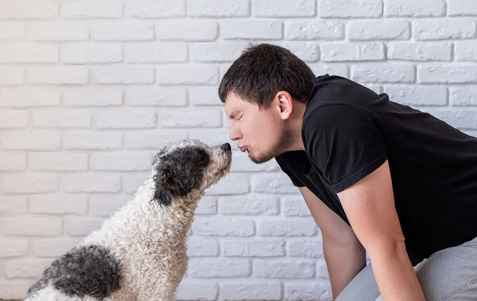 bichon frise dog smelling his owners face