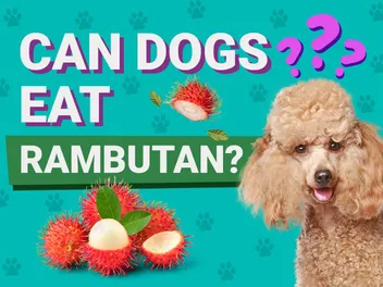 Can Dogs Eat Rambutan? Vet-Verified Safety Facts