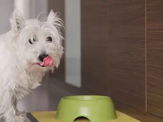 12 Best Moist Dog Foods in 2026 - Reviews & Top Picks