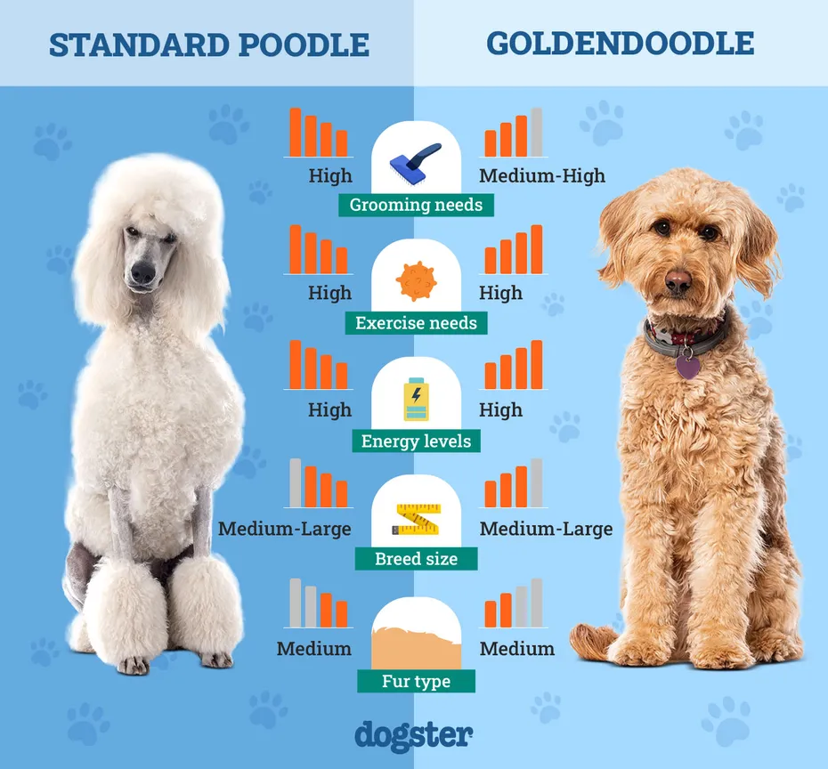 Dogster_Side by Side Comparison_ Standard Poodle vs Goldendoodle