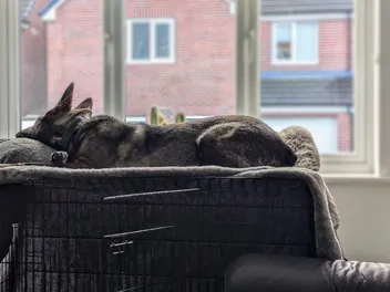 Dog Crates Are For Lying On: Kodah in the Window