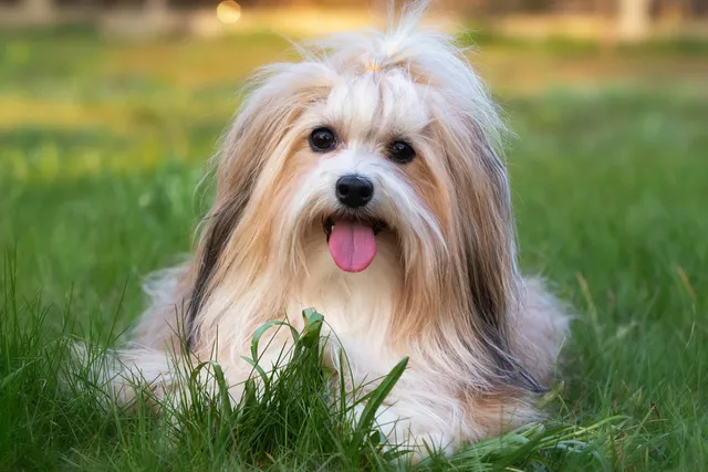 How Much Do Havanese Cost? Updated in 2026