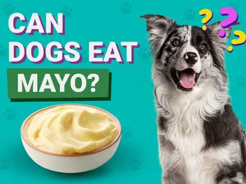 Can Dogs Eat Mayo? Vet-Verified Nutritional Facts & FAQ