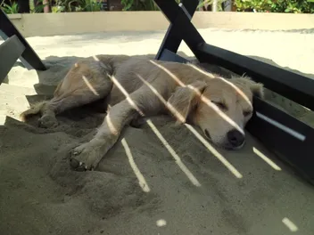 7 Best Products With Shade for Dogs in 2026 – Reviews & Top Picks