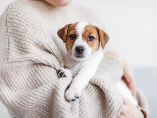 My Puppy Is Making Me Depressed: 5 Vet-Approved Coping Tips