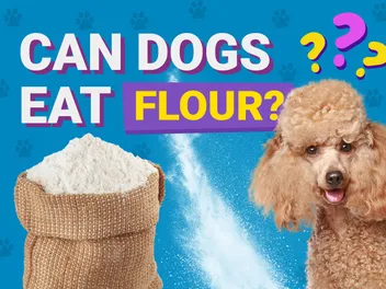 Can Dogs Eat Flour? Vet-Verified Health & Nutrition Info
