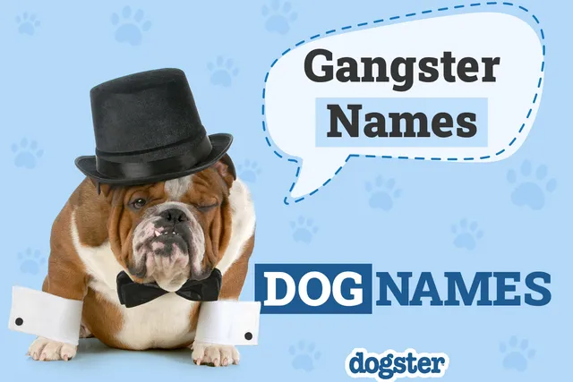 115+ Gangster Dog Names: Tough Names for Your Little Outlaw
