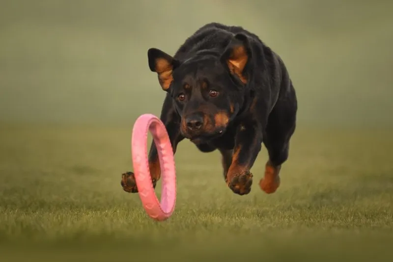 Rottweiler-dog-playing-with-a-toy-outdoor