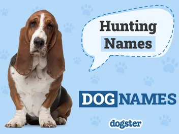 150+ Hunting Dog Names: Tough & Fierce Names for Your Pup