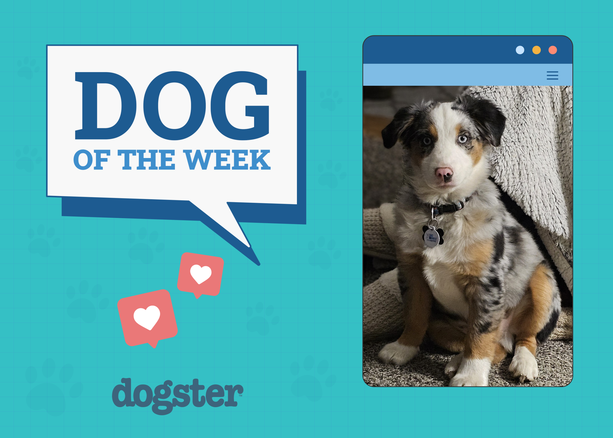 Dogster Photo Contest: Dogs of the Week Winners (April 24, 2025)