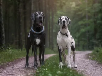 10 Interesting Great Dane Facts You Might Not Know