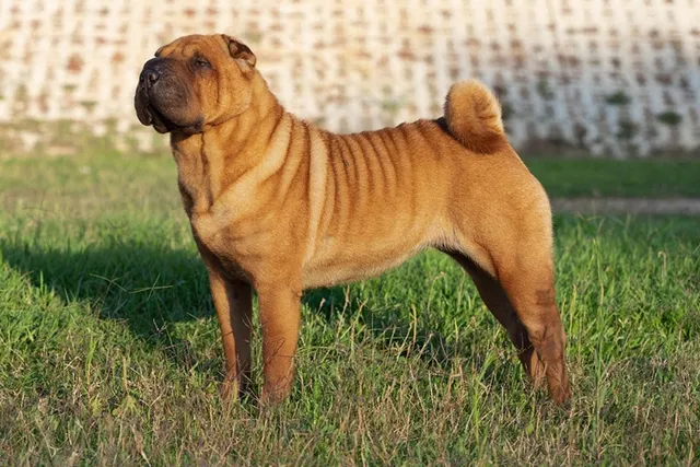 Shar-Pei Colors: 20 Coat Colors Explained (With Pictures)
