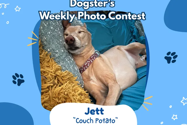 Dogster’s Weekly Photo Contest Winners: Couch Potato (August 31, 2026)