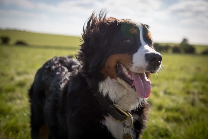 bernese mountain dog in the meadow in a sunny day