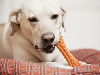 8 Best Dog Teeth Cleaning Toys in 2026 - Reviews & Top Picks