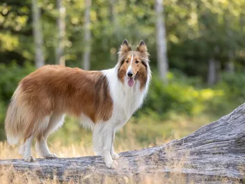 Collie Dog Breed: Info, Pictures, Care & More